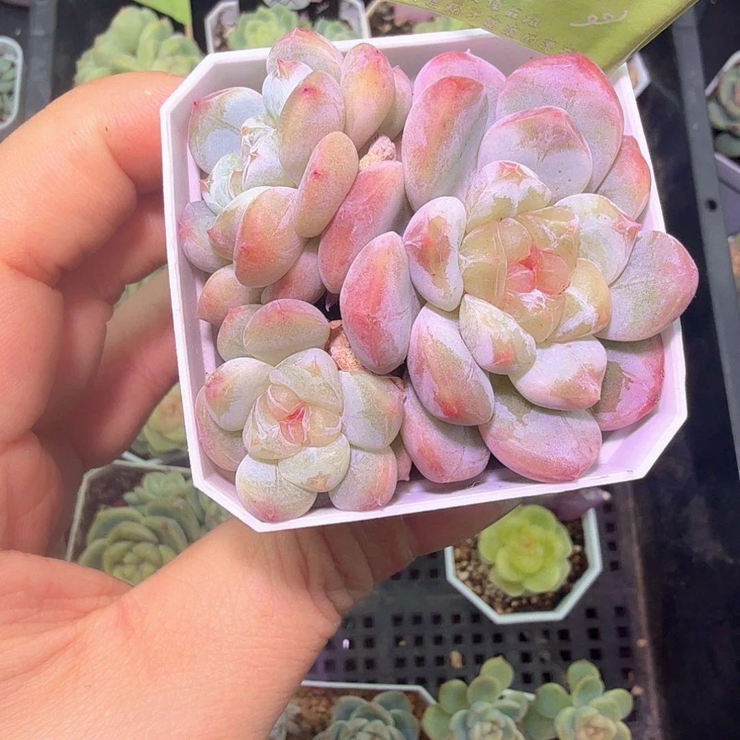 小***北优刚毅多肉植物特