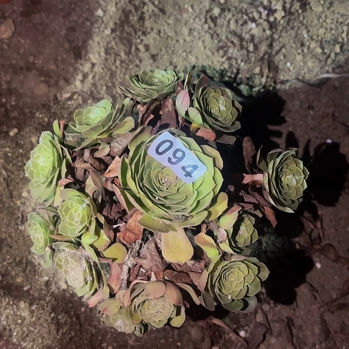 094万圣节多肉植物不售后