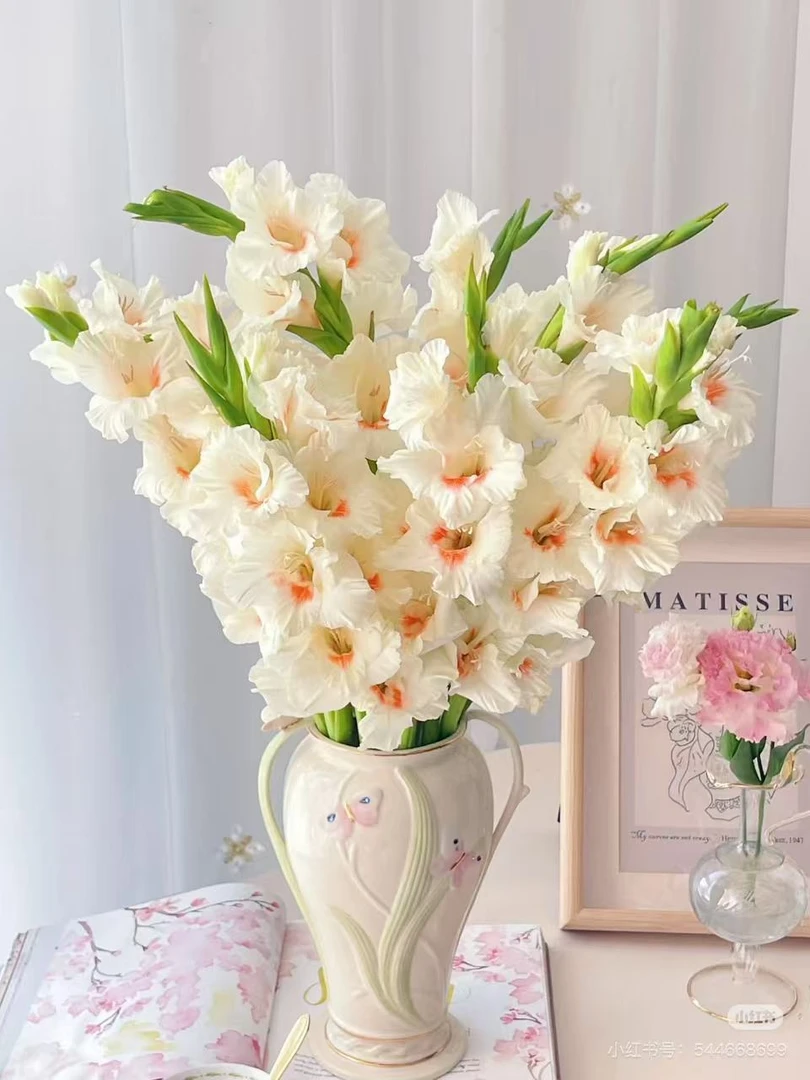 (阿贾克斯）剑兰云南鲜花基地直发