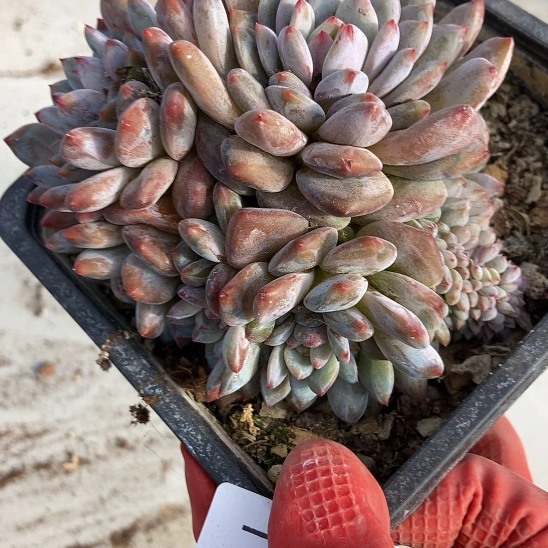 379 一物一拍不退不换