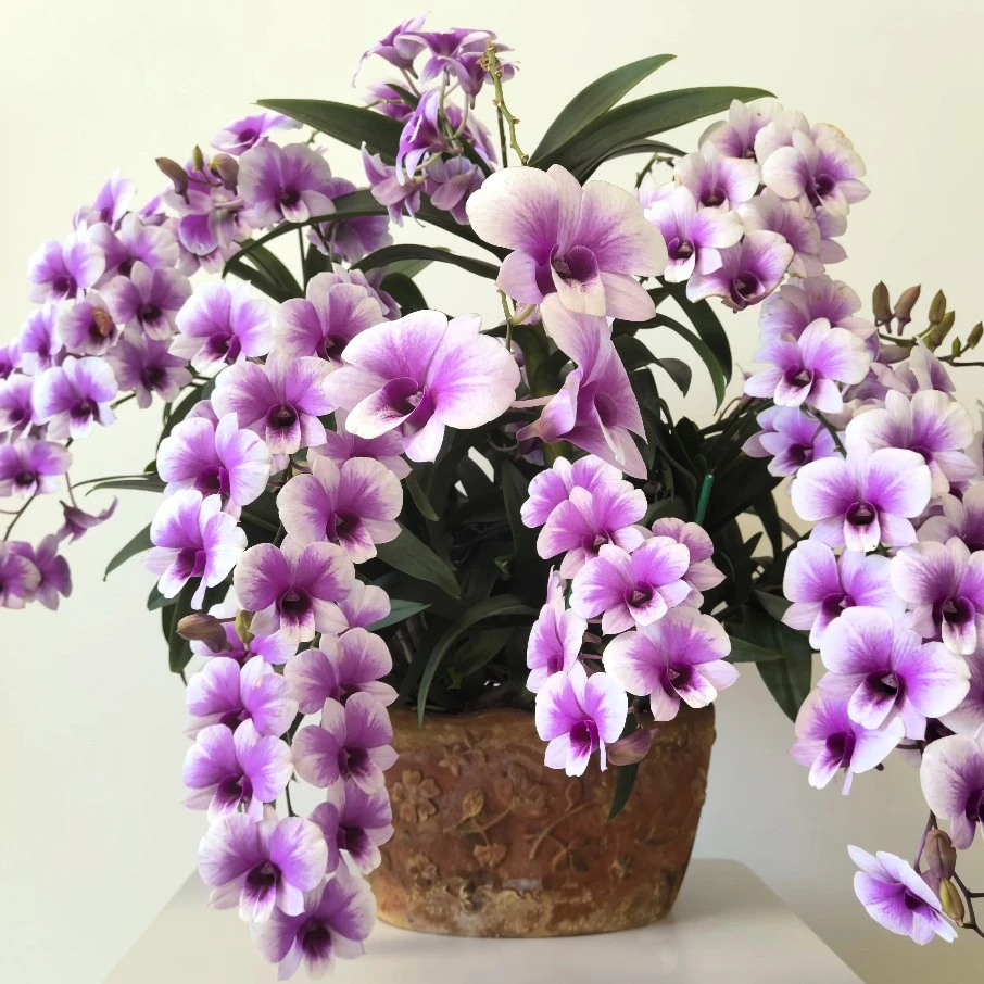 粉黛秋石斛（傣妹与花）爆花耐寒耐热好养花期长云南鲜花绿植