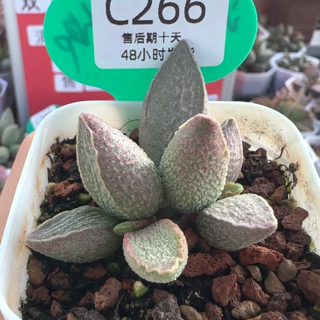 粉猪肝。    266。