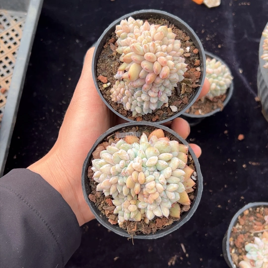 一***?新年快乐 新年快乐