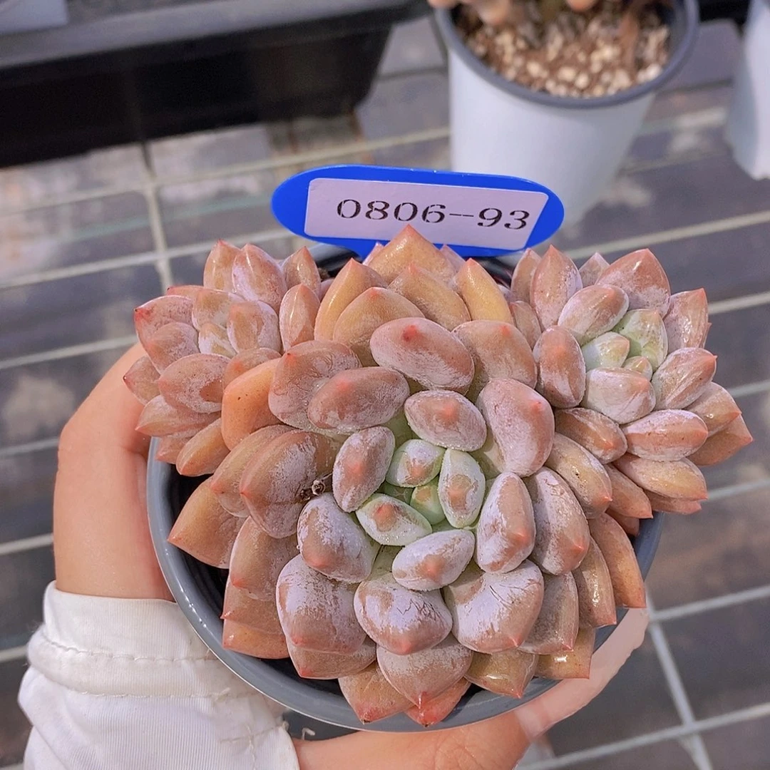 0806-93-米奇头造型半夏群福利一颗一物一拍