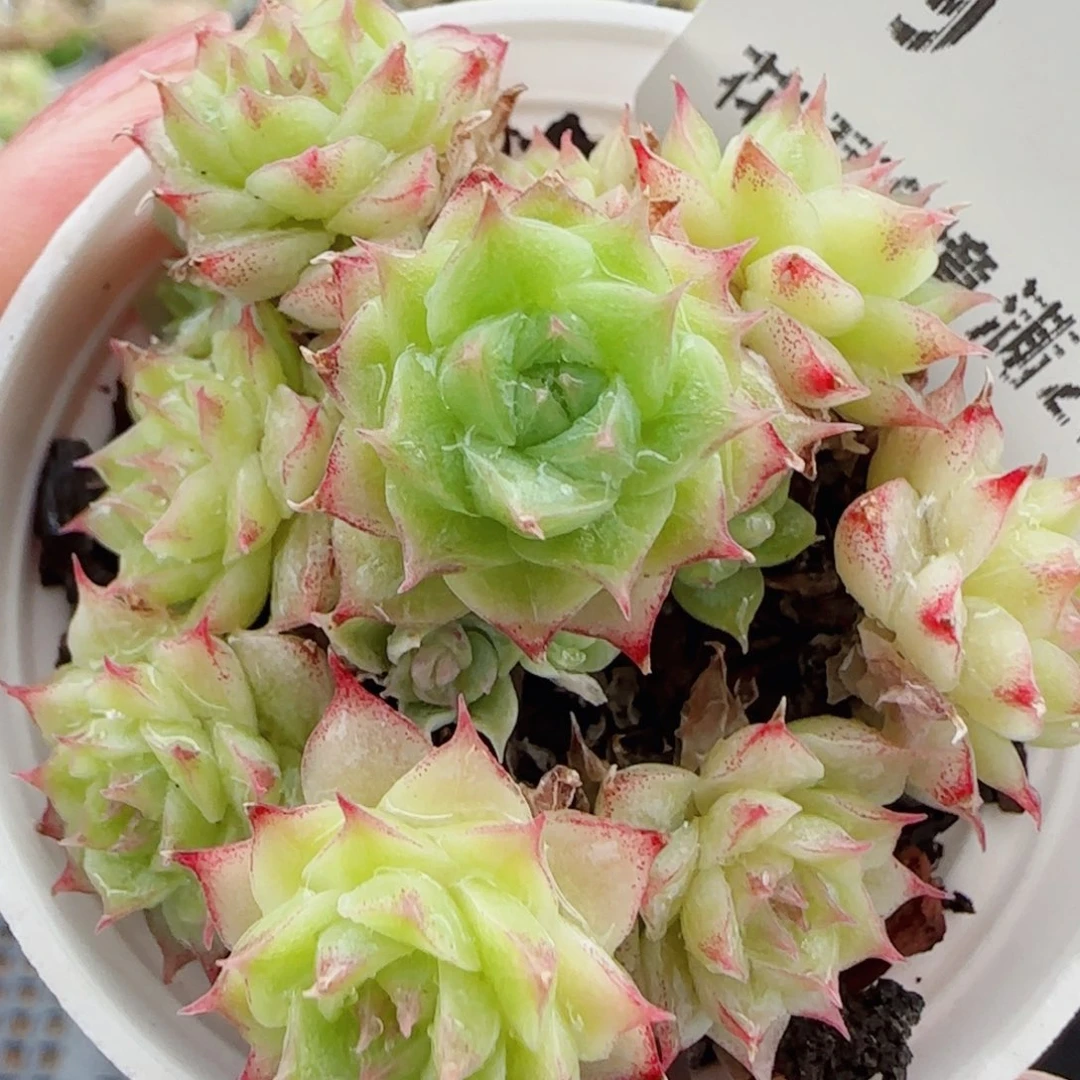 花语逸镜0703-79开播福利散