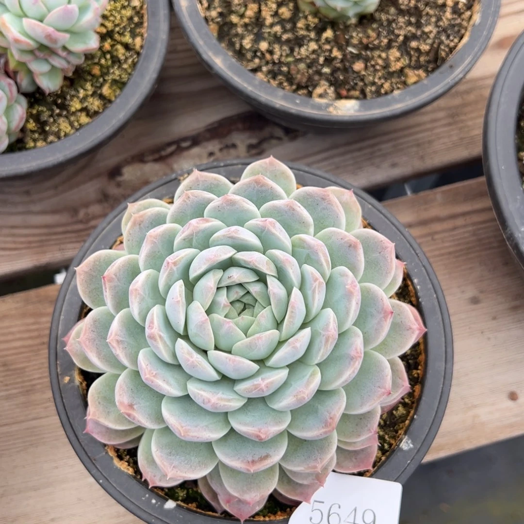 后***?5469肉肉肉肉肉肉肉肉肉