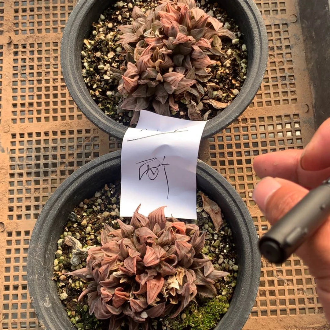 2509。 两颗西瓜寿福利。