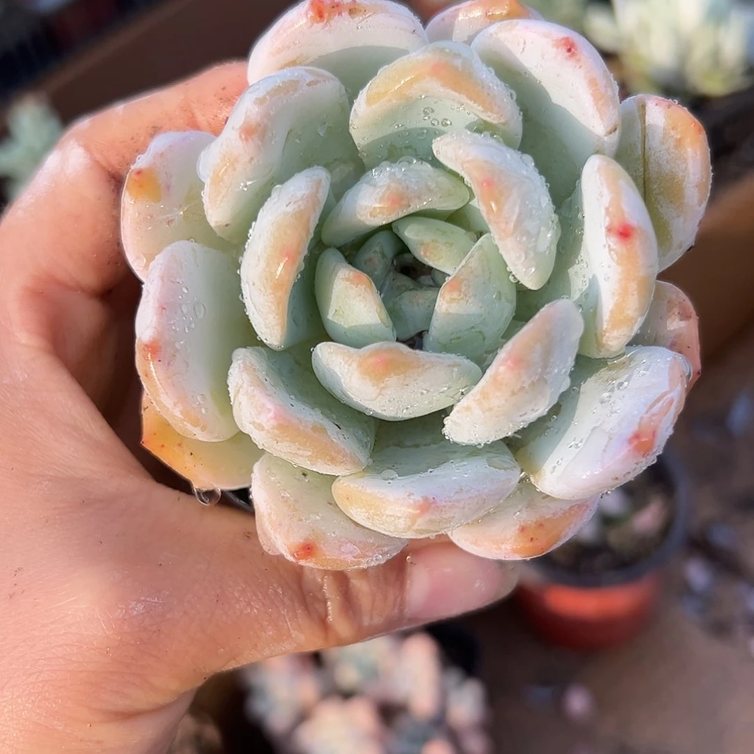 橙子而服务中心哟哟哟哦