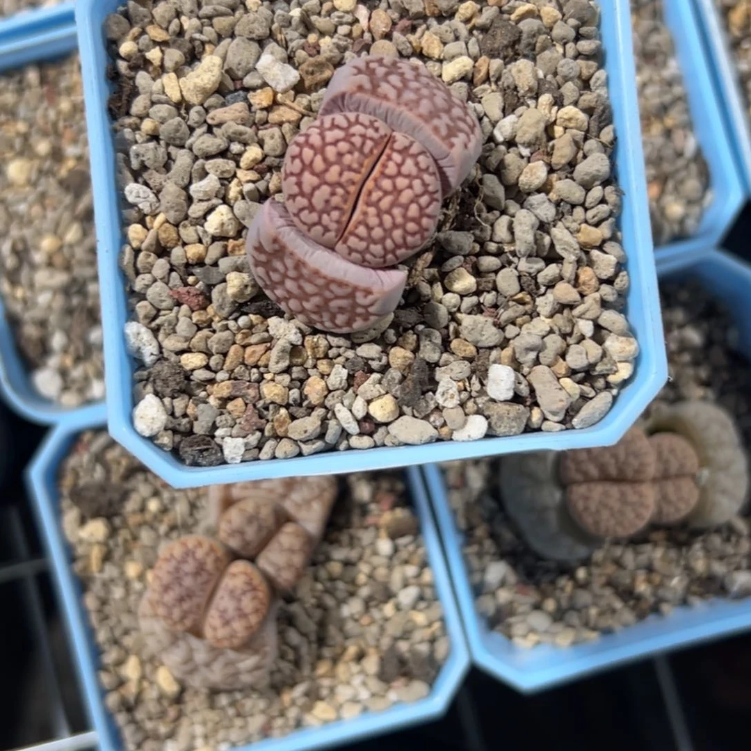 深***觉2102c64网纹寿丽1专拍专拍专拍