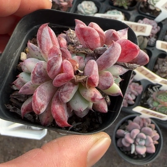 7帕提提多肉植物多