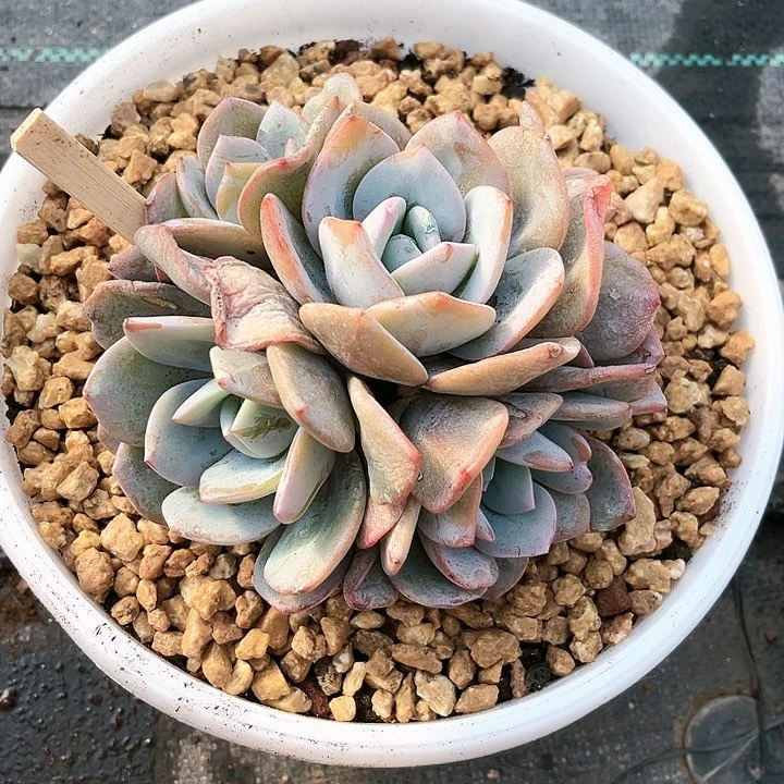 ?***?我是第一百个为妖刀应援滴打