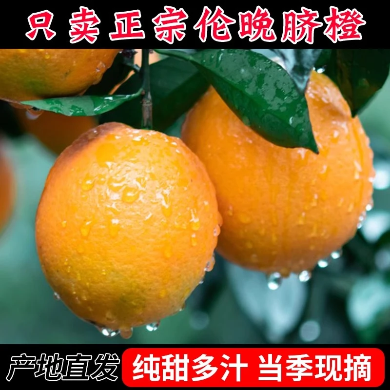 伦晚橙子1箱约5斤