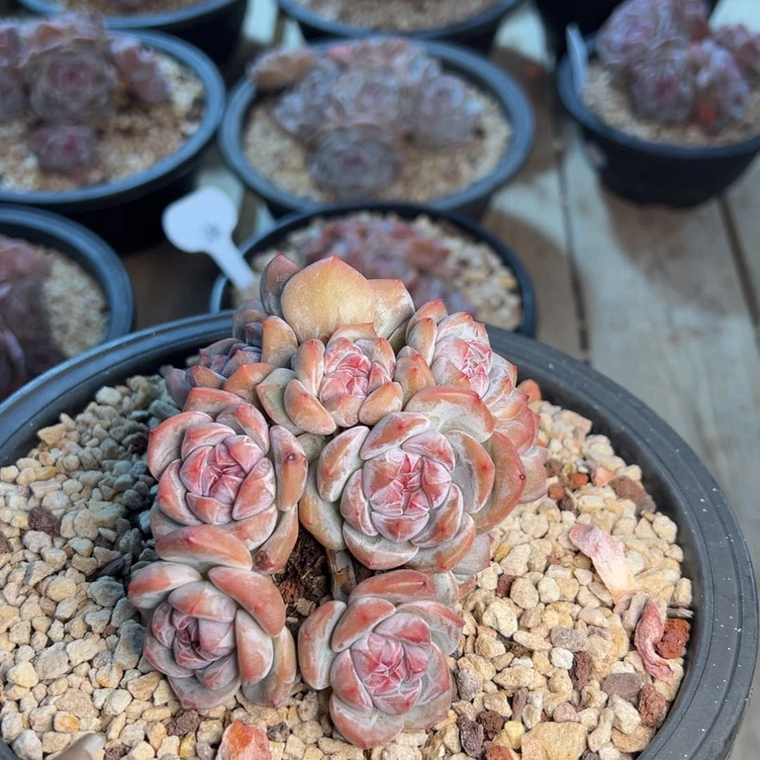 13头精控小脸紫心