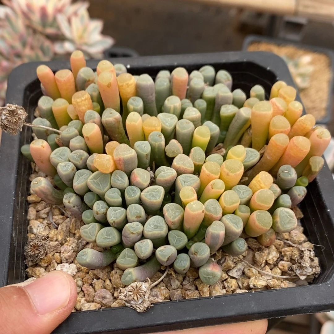 五十铃玉多肉植物8756