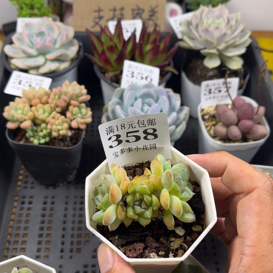 冰葡萄三头一物一拍满18包邮满26多送一颗