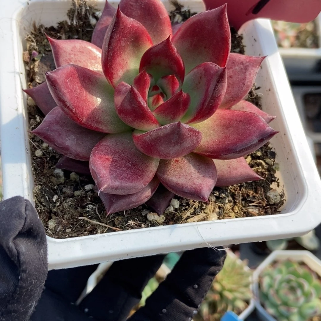 839红骑士多肉植物多肉