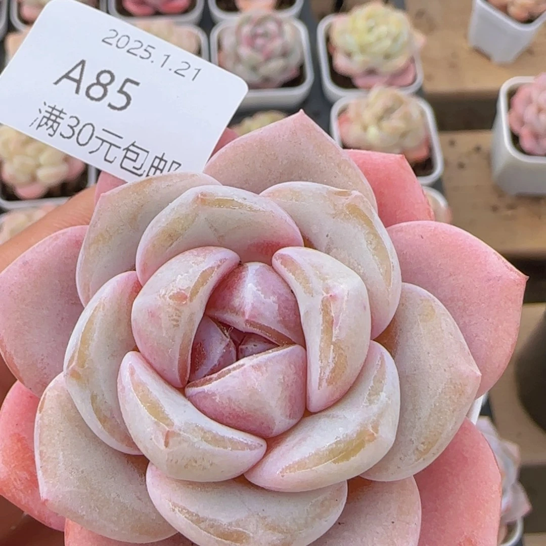 水晶鞋单头一颗脱土