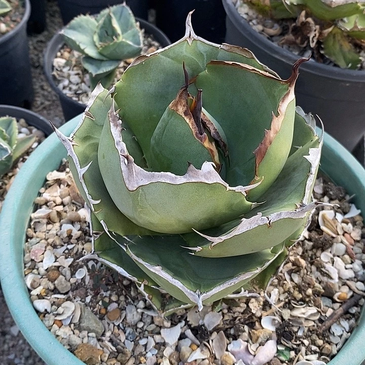 大圣剑。          一个