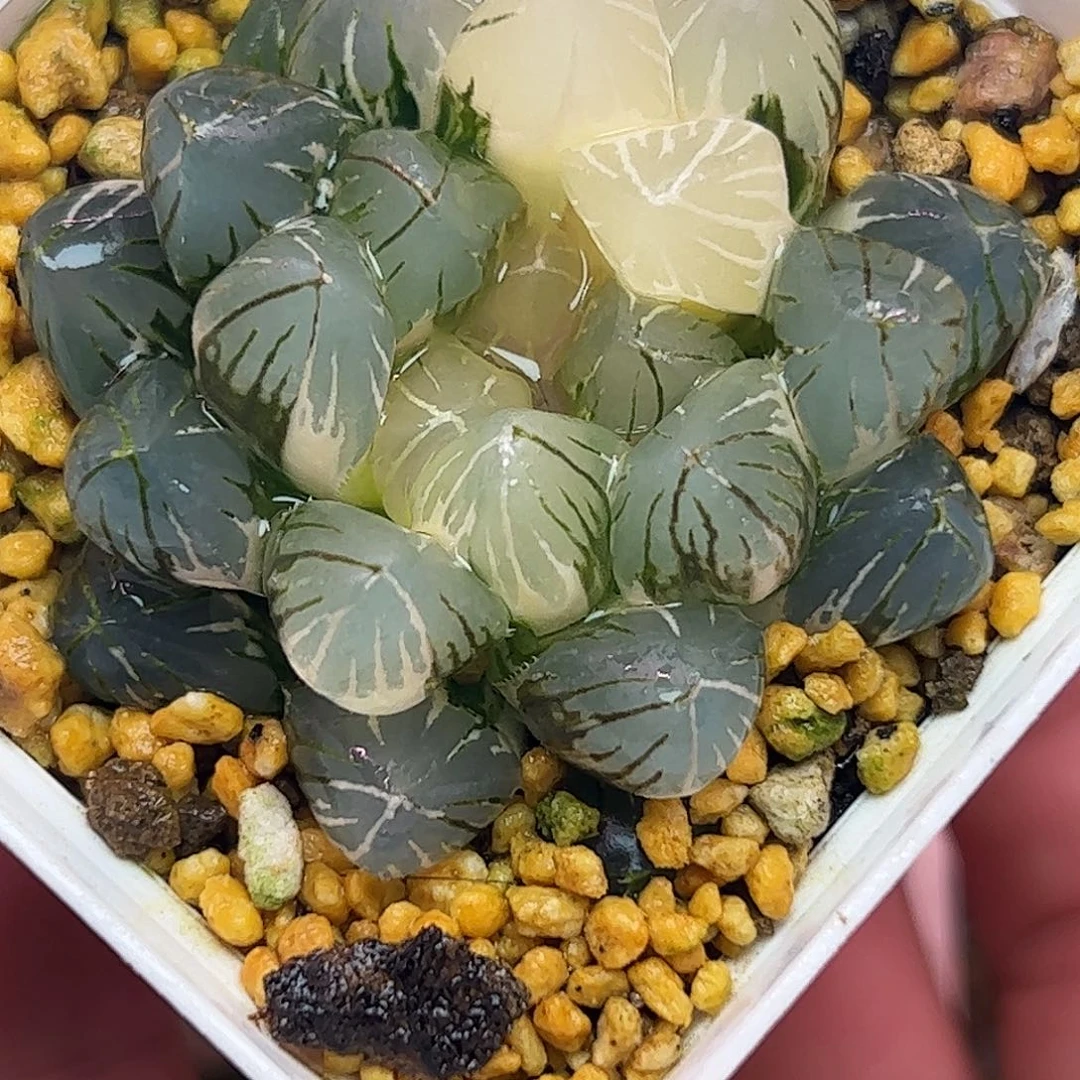 om锦五公分十二卷多肉