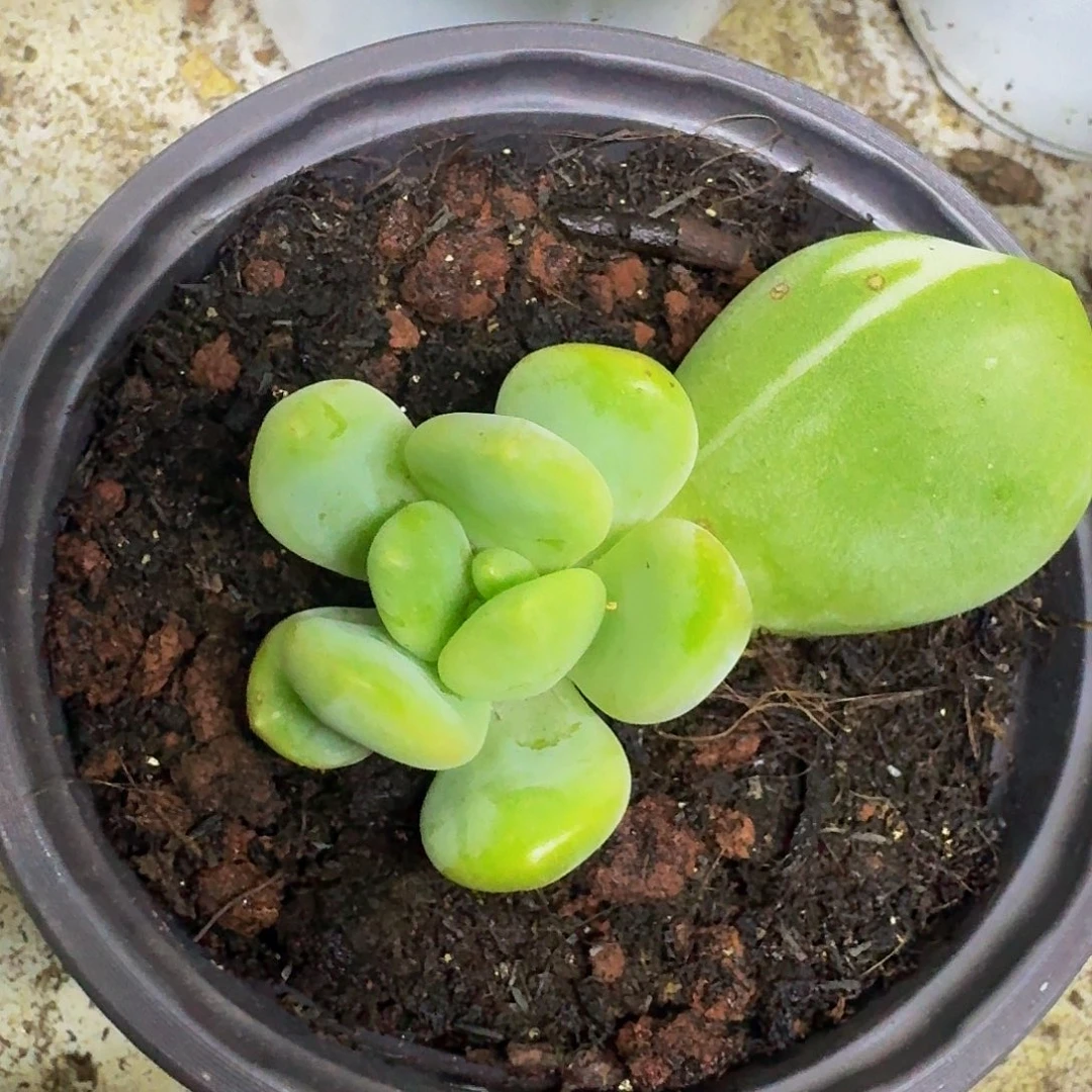 Ｘ系美人小苗一物一拍