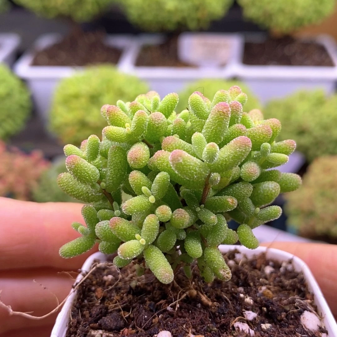 。****4200蜜橘糖球。