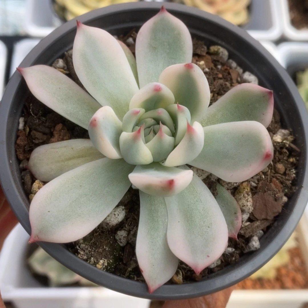 020锦锦锦锦锦锦锦锦