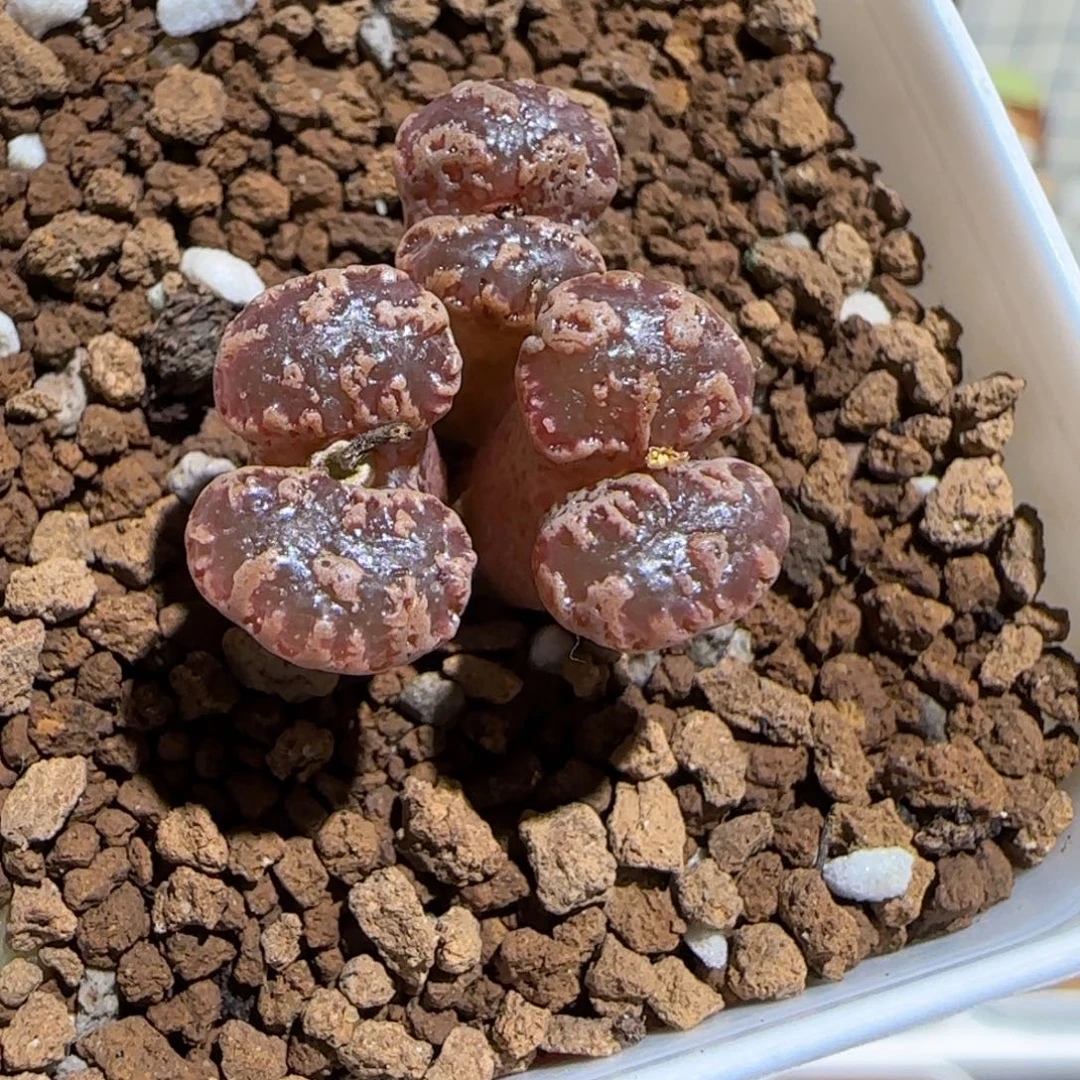 肉锥多肉植物组合-3km勋章1177