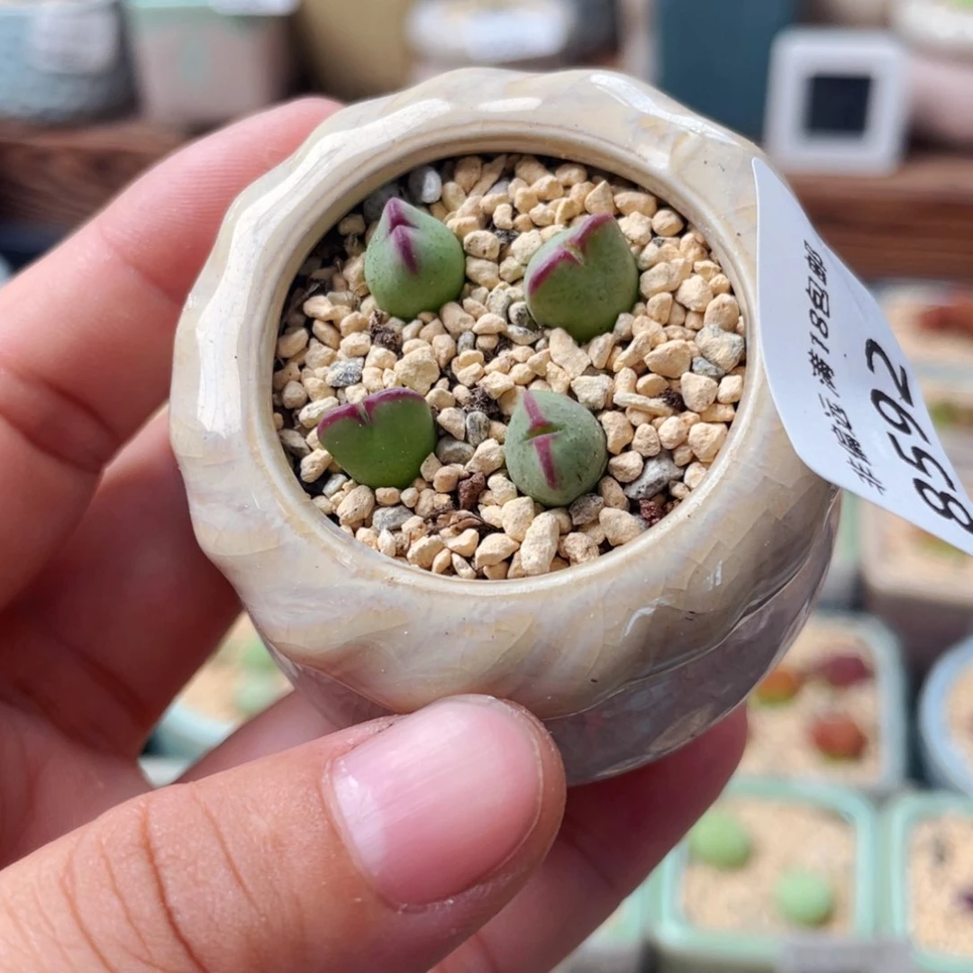 无花朵8592--一物一拍 带盆