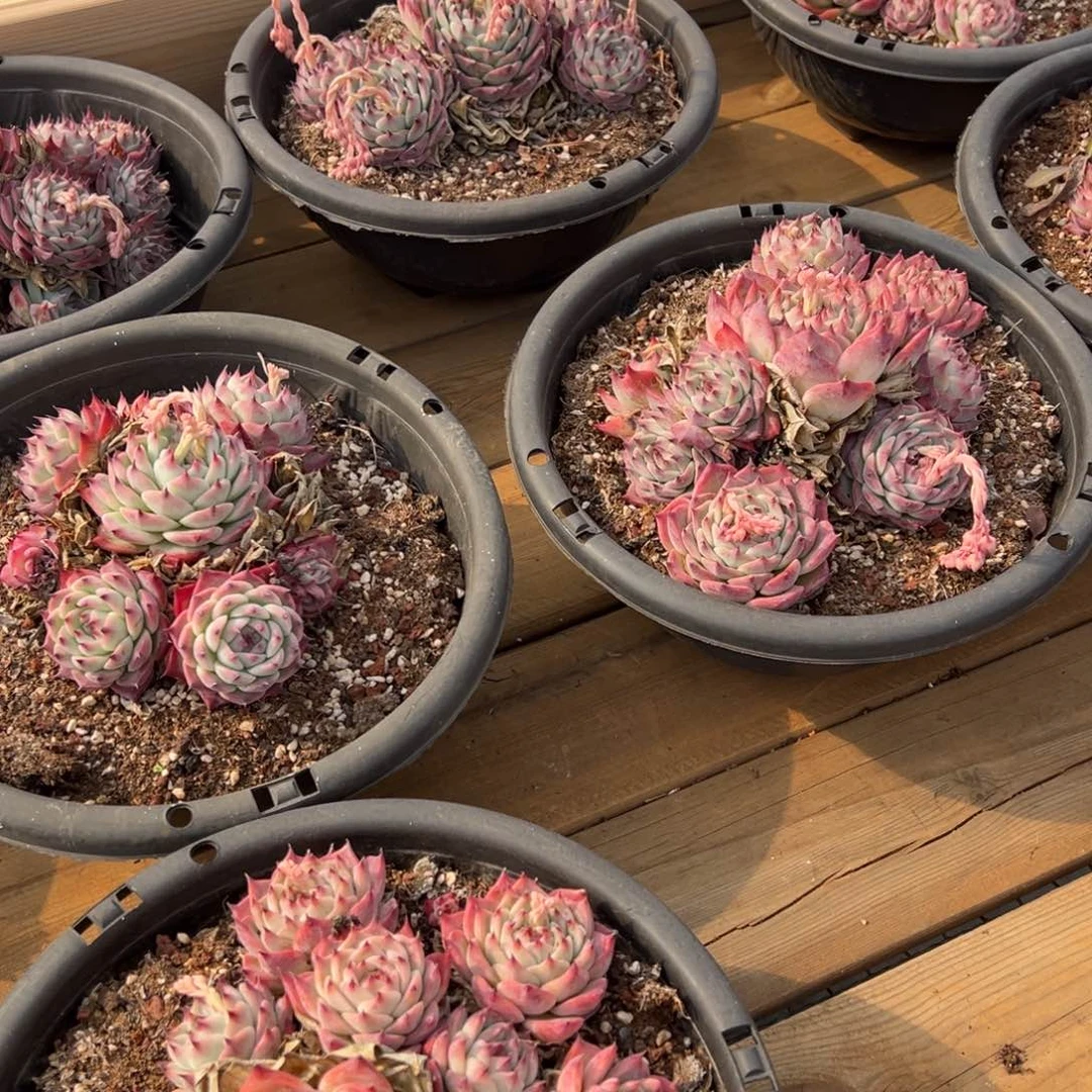 280盆了吉娃娃，福利多多！