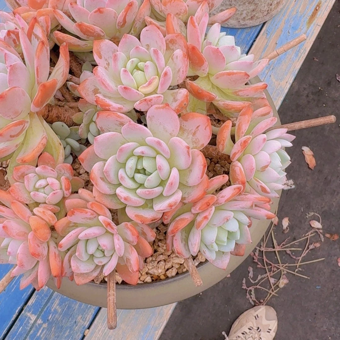 梦****132冷香凡艺多肉////