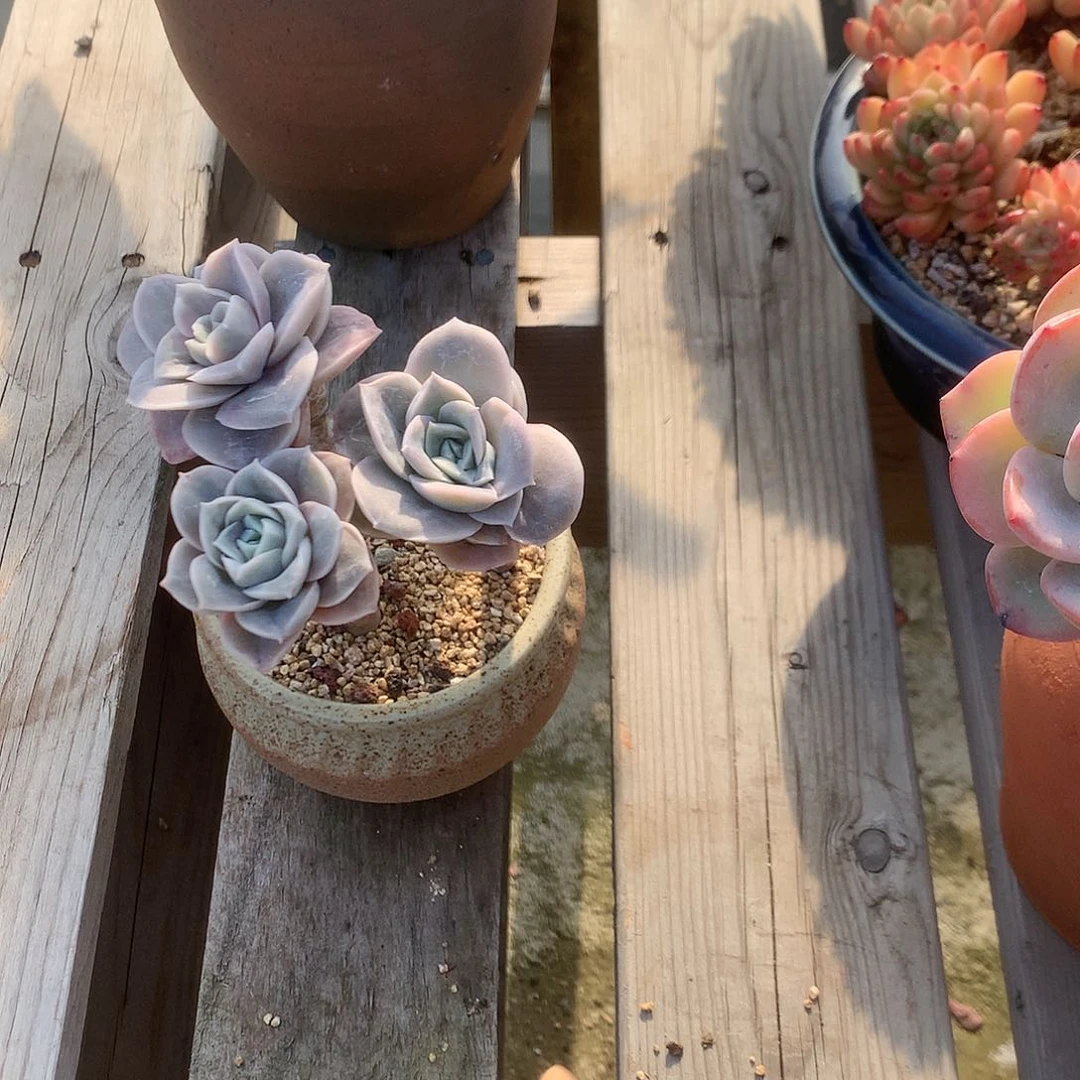 L***?可爱玫瑰多肉植物脱土