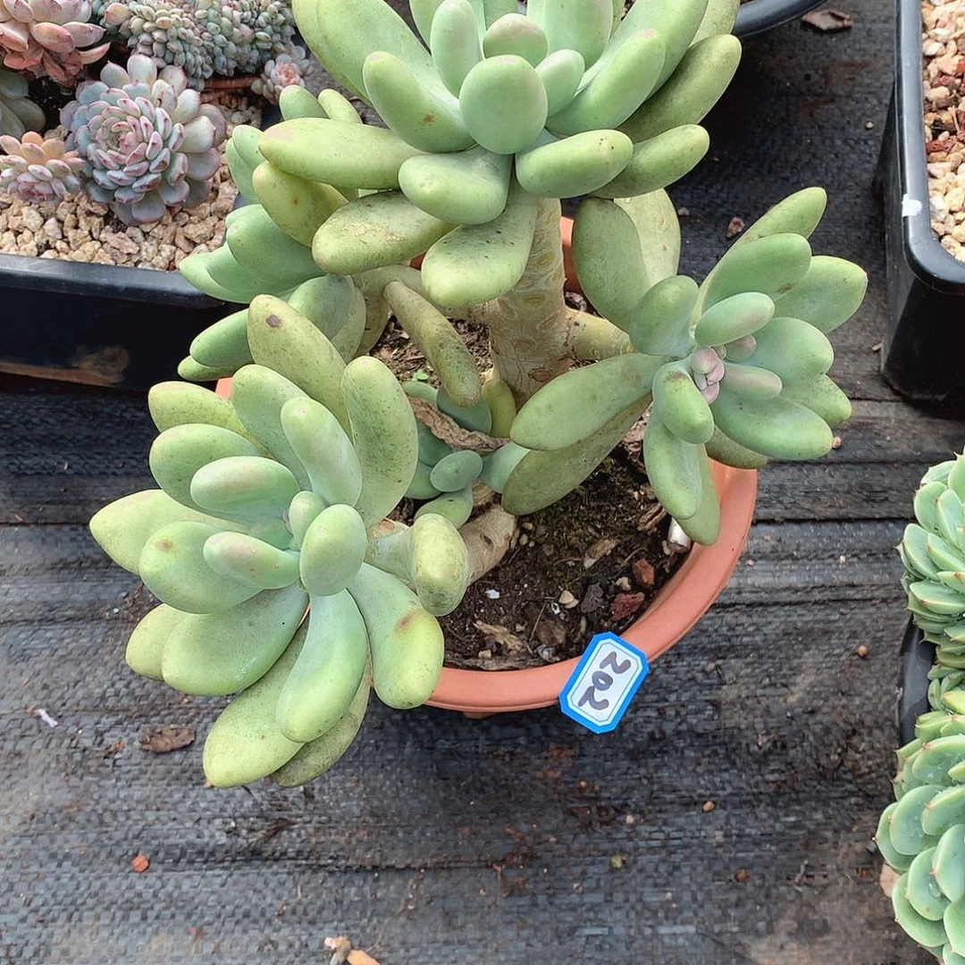 202芒果奶 一物一拍多肉