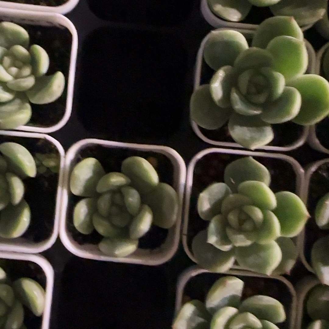 M灯泡甜心t20母本一个满25包邮