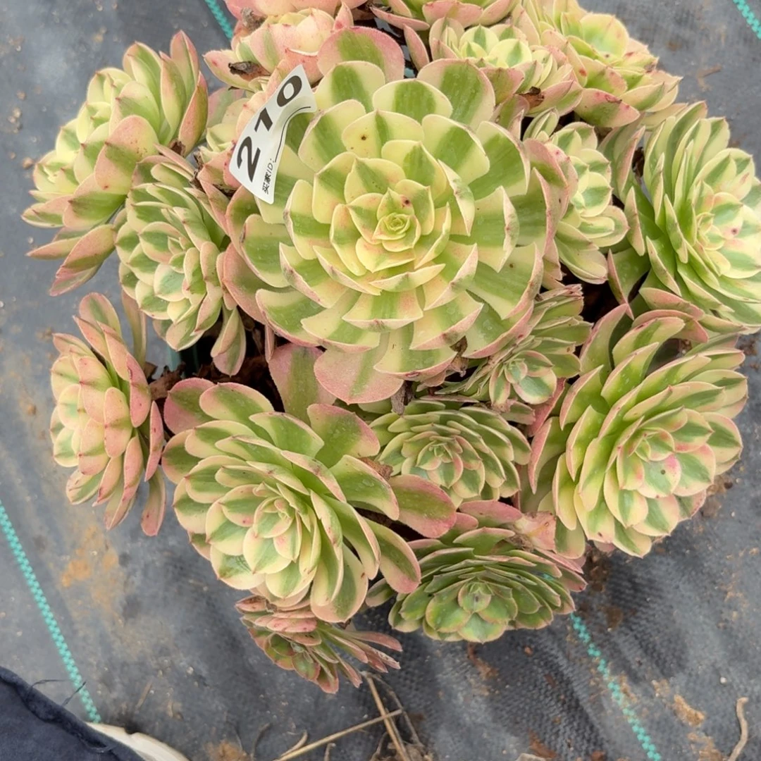 210大倾城多肉植物细胞福利