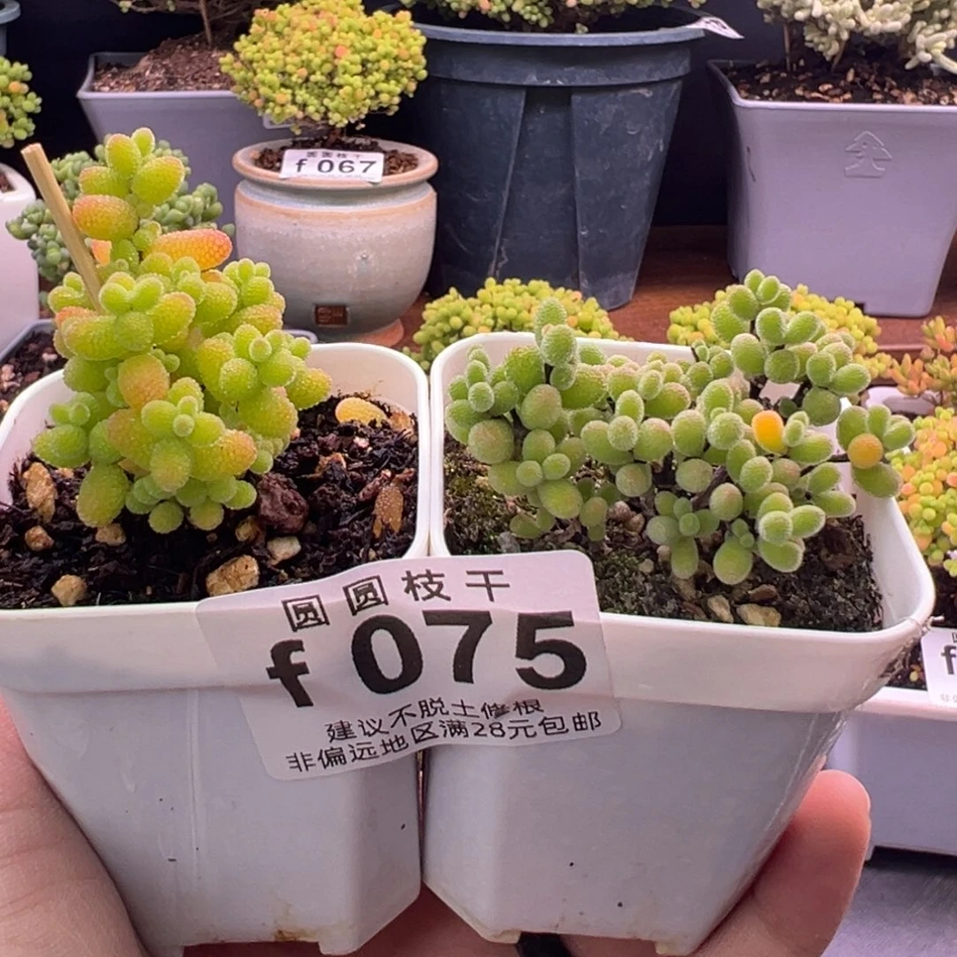 075组合福利两个