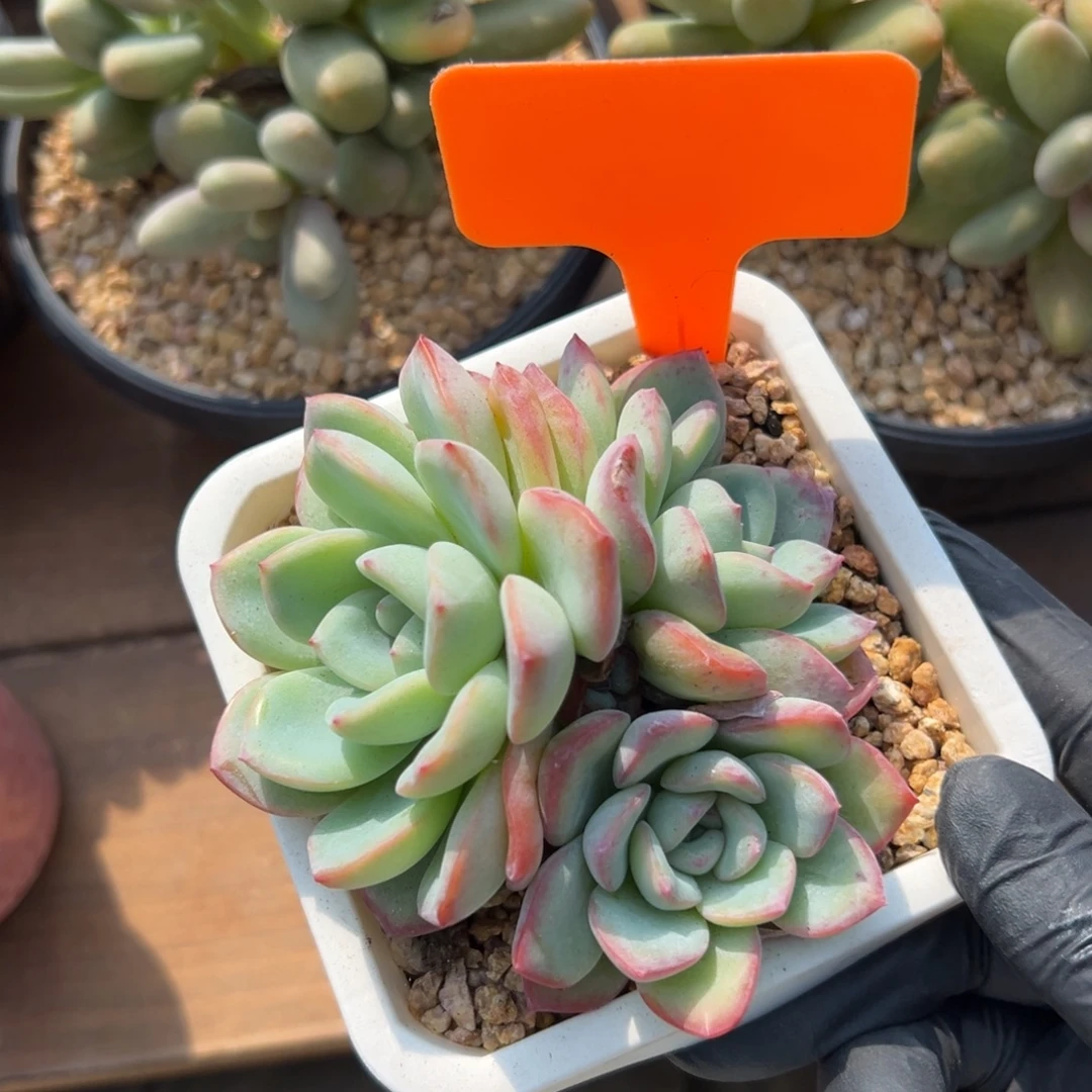 特价三头泡芙11111111111
