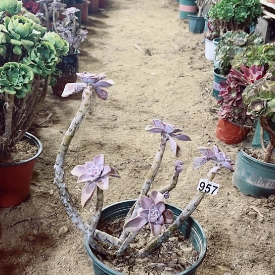 957紫乐老桩妖精有断枝爆崽