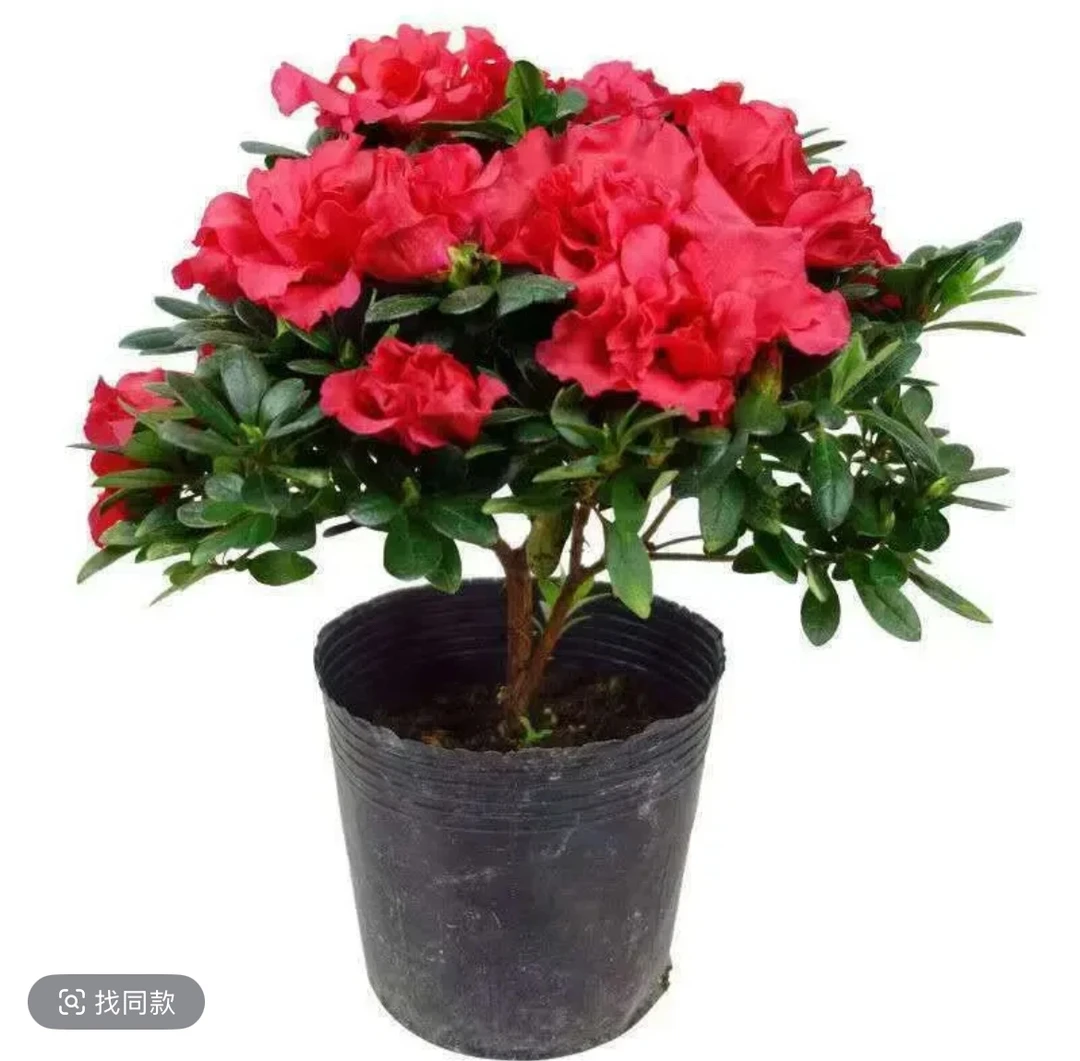 【独棵·红宝石】杜鹃花  庭院阳台盆栽地栽均可种植