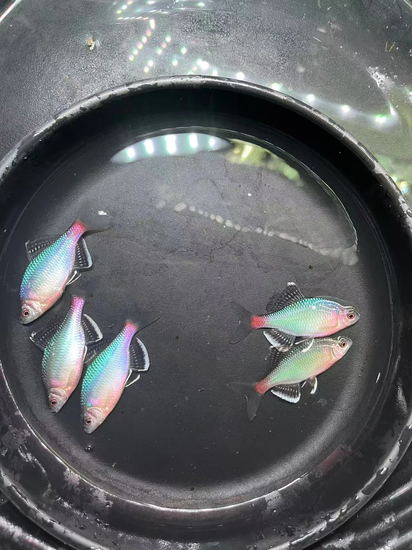 单白青鳞2条