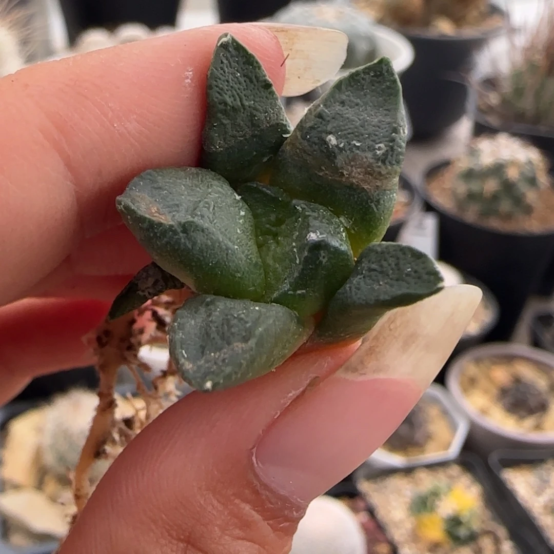 00000000051实生多肉