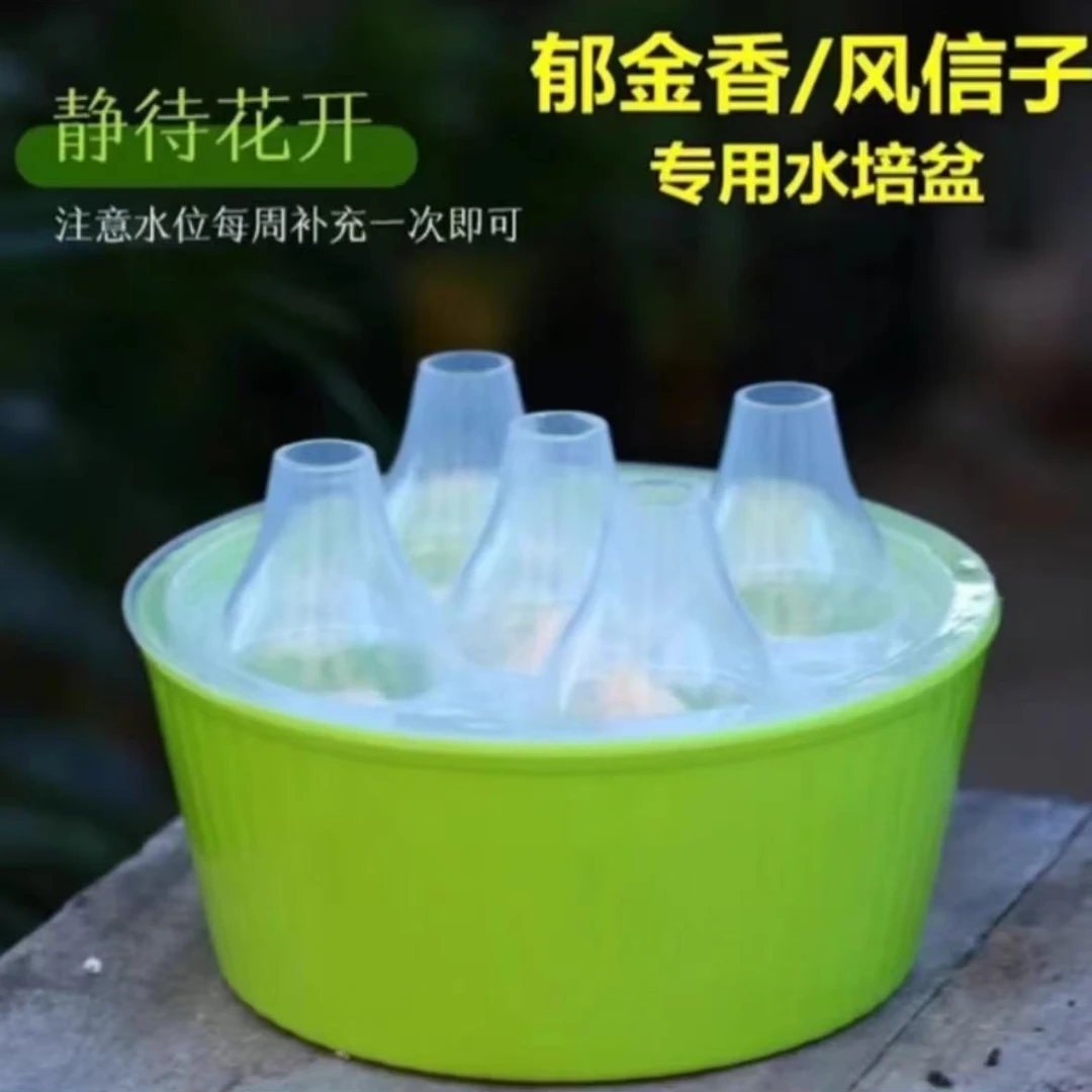 阳台高颜值新款郁金香花盆花盆清仓捡漏大号郁金香专用水培盆 5孔