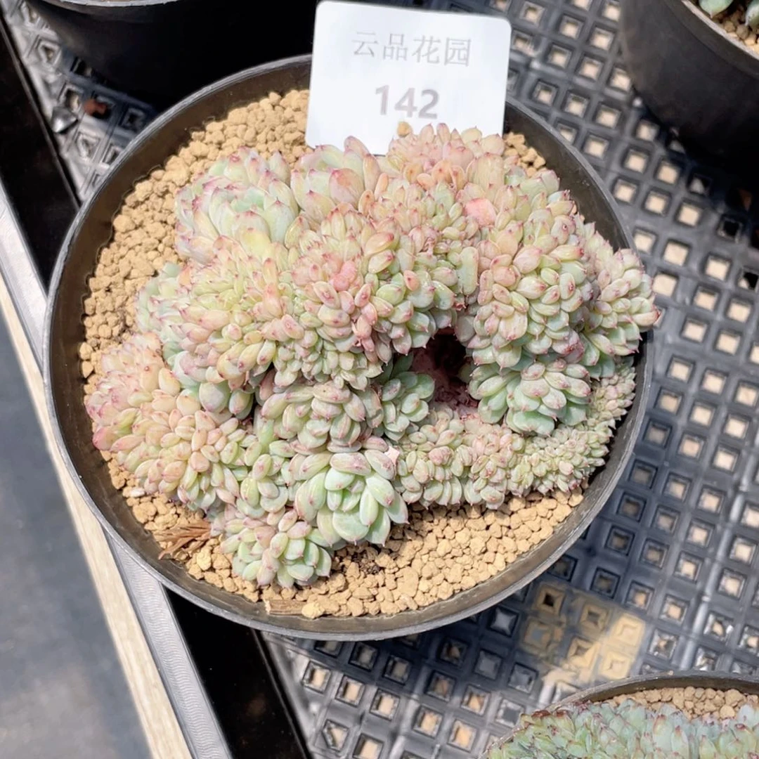 会****年142号糖心冰心珍妮 哈尼缀