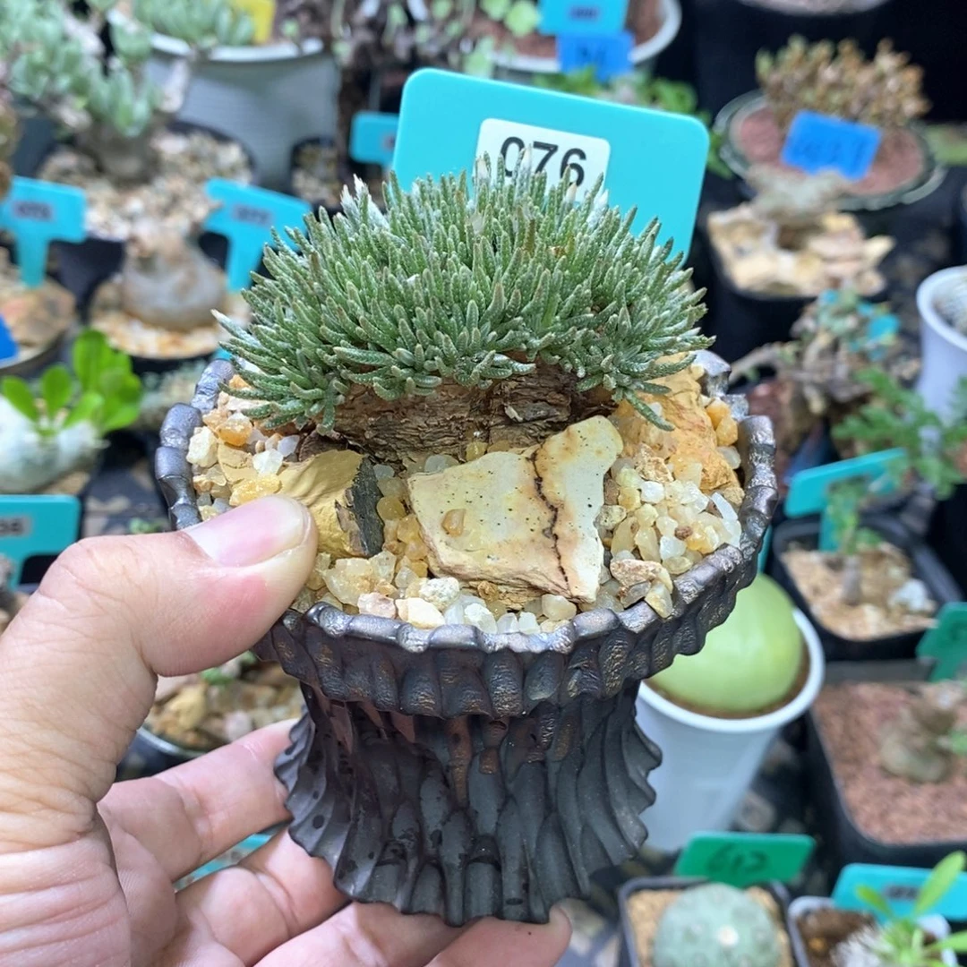 白花任锦，带盆土发货
