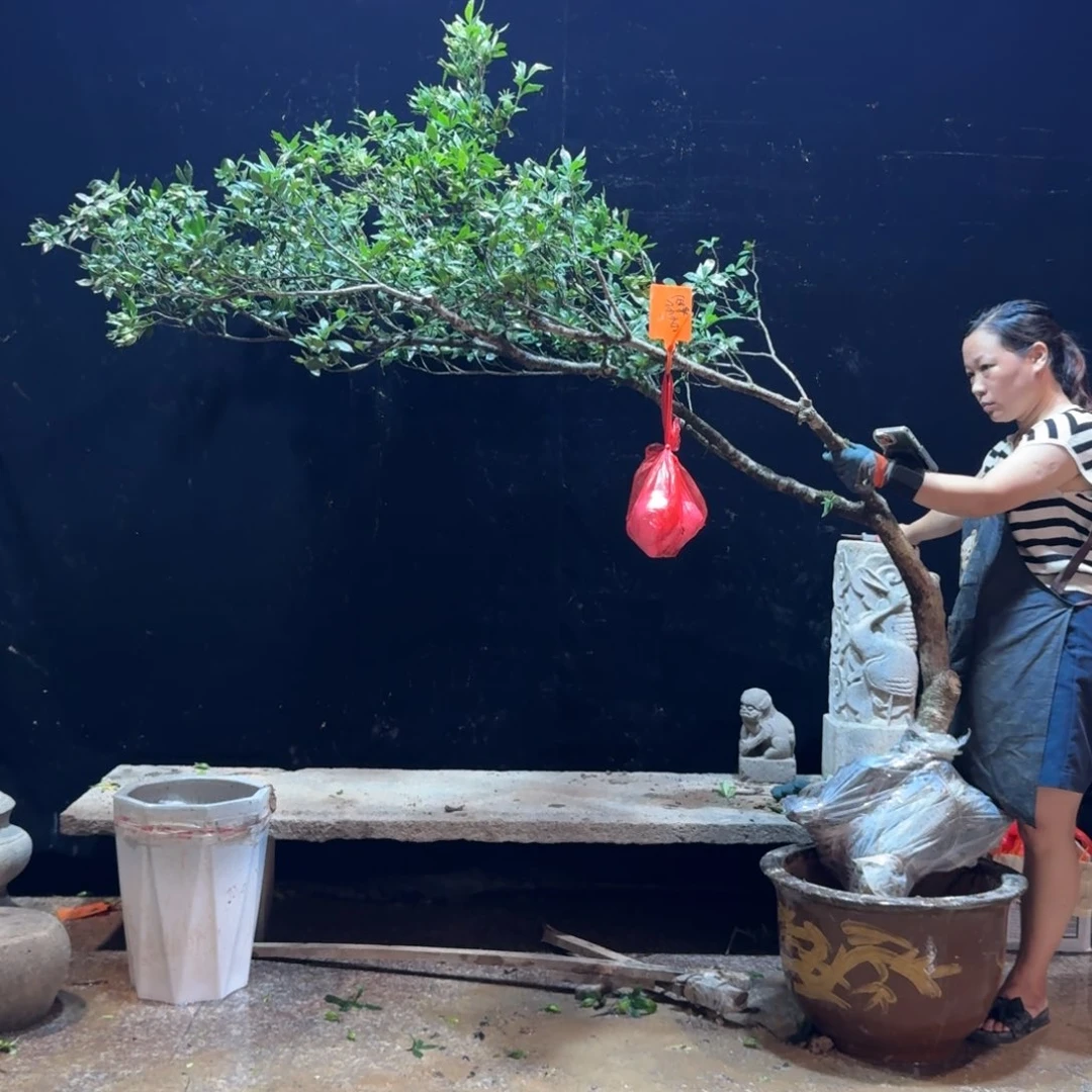 小***厂完全开放栀子花造型树一物一拍