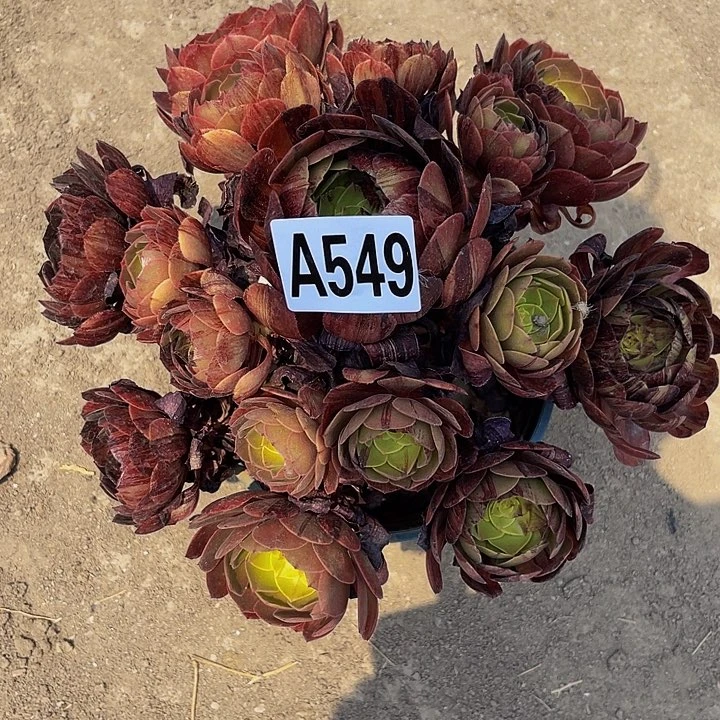 黑罗刹法师13-外包邮