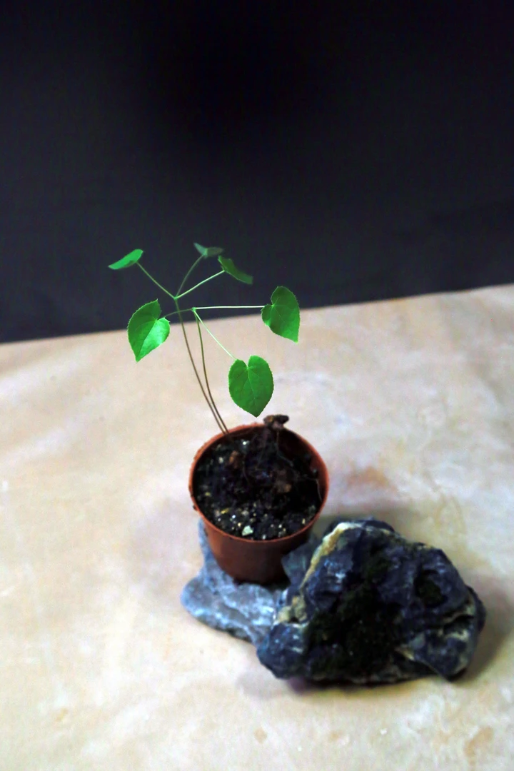 一物一价格   直播一号植物  （运费 植物）