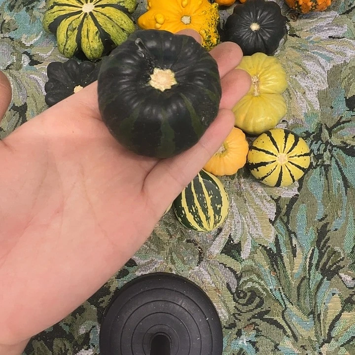 A**A墨西哥葫芦葫芦葫芦