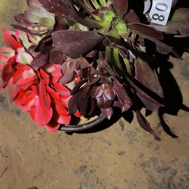 608妖月多肉植物处理不售后