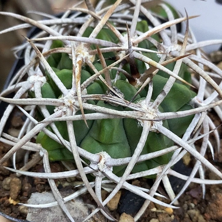 孤品实生控养五十铃碧岩玉72号