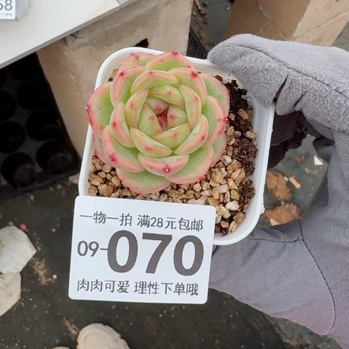 优选财富密码多肉植物多肉